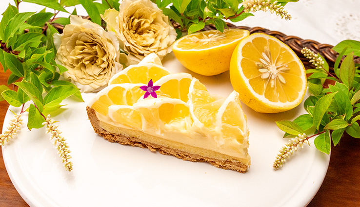 【店舗限定】神奈川県小田原市産 “ニューサマーオレンジ”のタルト